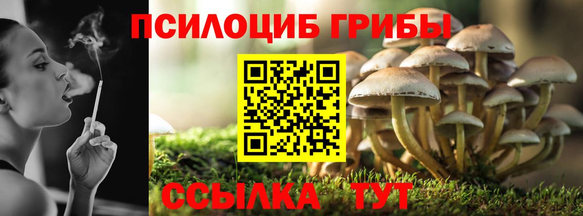 Галлюциногенные грибы Psilocybe Волгоград